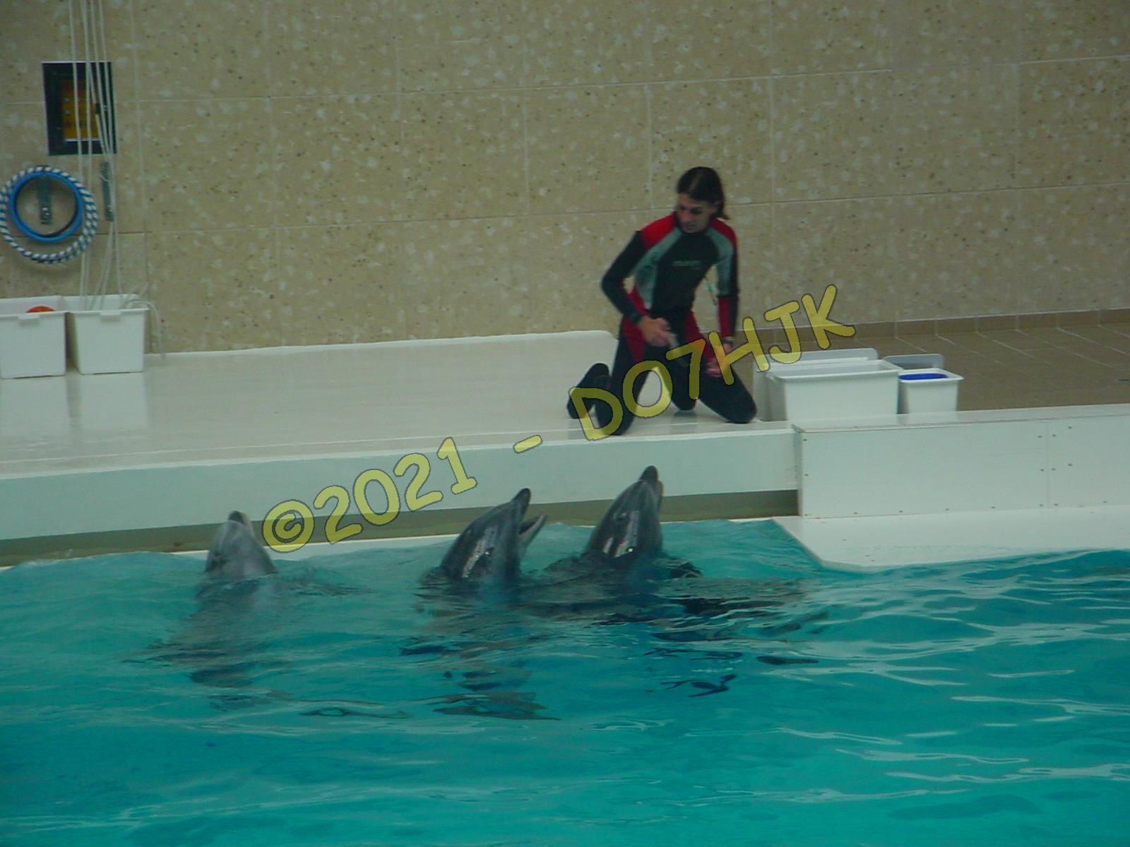 Delfinarium